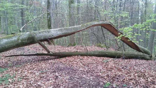 im Weiherbuchet (Foto: Miriam Hansbauer) 