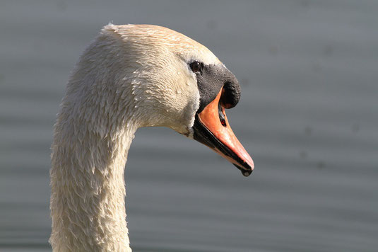 Höckerschwan mit dem Typischen (Nasen-)höcker. Foto: Korbinian Weidemann