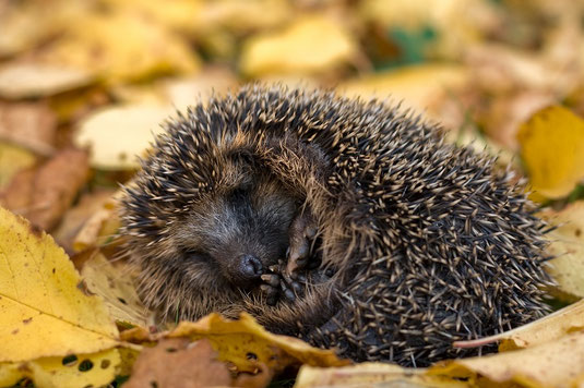 Igel (Foto: Andreas Giessler - LBV-Archiv)