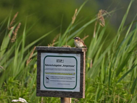 Braunkehlchen im Ampermoos (Foto: Sebastian Zysk)