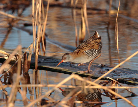 Wasserralle (Foto: Werner Borok)