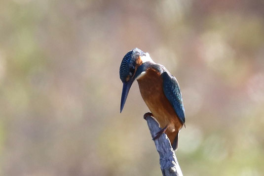 Eisvogel (Foto: Peter Witzan)