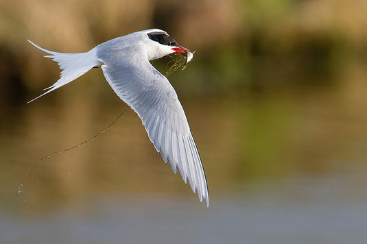 Flussseeschwalbenmännchen bringt Fisch als Brautgeschenk (Foto: T. Hafen, www.natur-fotografieren.de)