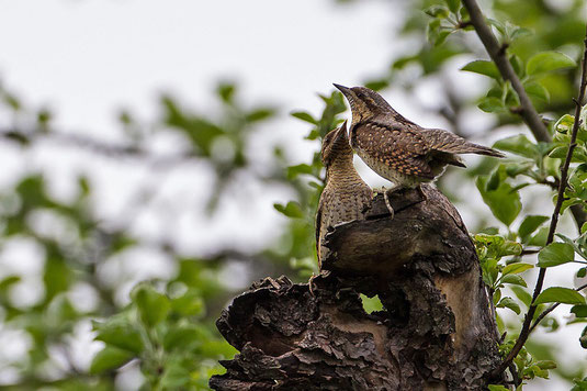 Wendehalspaar (Foto: Thomas Hafen - www. natur-fotografieren.de) 