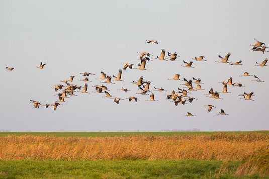 Kranichzug (Foto: Thomas Hafen - www.natur-fotografieren.de)