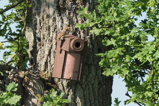 Wendehals auf einem Nistkasten (Foto: Antje Geigenberger) 