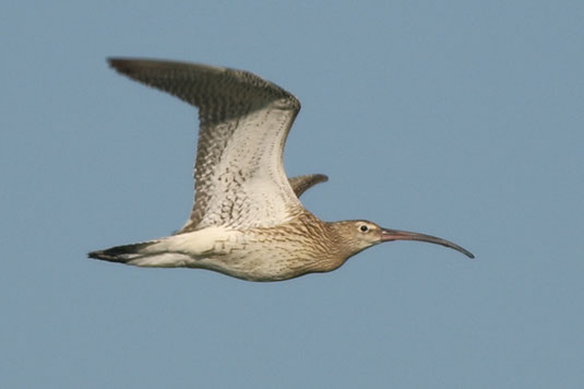 fliegender Brachvogel (Foto: Sebastian Ludwig) 