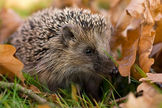 Igel im Laub (Foto: Andreas Giessler - LBV Bildarchiv) 