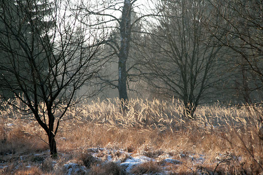 Flächen mit Landreitgras wirken malerisch, sind aber sehr artenarm. Sie sind nunmehr gemäht. (Foto: Horst Guckelsberger)