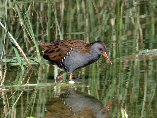 Wassserralle (Foto: Jörg Möller)