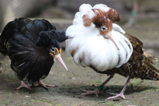 Kampfläufermännchen (Foto: Clemens Küpper)
