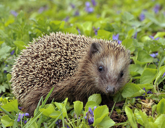 Igel by Michael Gäbler [CC-BY-SA-3.0], via Wikimedia Commons