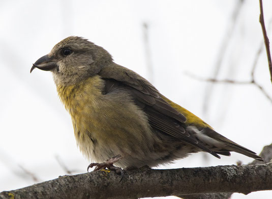 Fichtenkreuzschnabelweibchen (Foto: Ursula Wiegand)