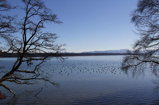 Starnberger See - Roseninselbucht (Foto: Peter Brützel)