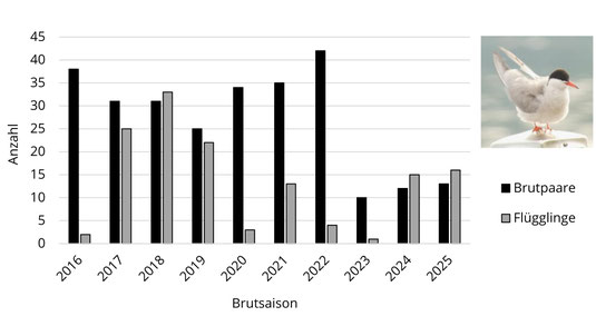 Brutbestand und Flügglingszahlen der Flussseeschwalben am Starnberger See 2016-2025