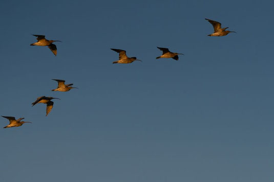 Brachvögel (Foto: Jana Selzer) 