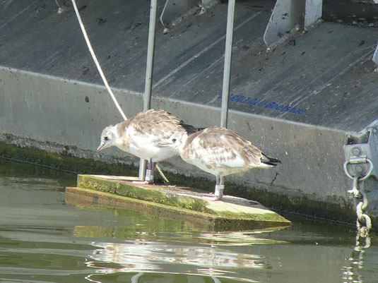 Farbberingte Lachmöwen-Flügglinge auf dem neuen Rettungsflößchen (Foto: A. Gehrold)