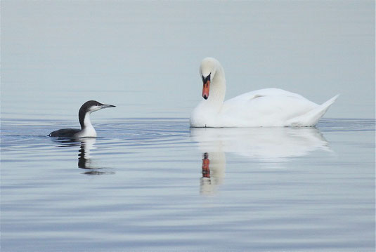 Prachttaucher und Höckerschwan