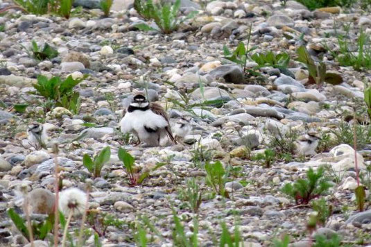 Flussregenpfeifer mit Jungen im Gewerbegebiet Inning im Mai 2016 (Foto: Susanne Hoffmann)