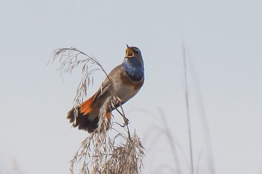 Blaukehlchen (Foto: Antje Geigenberger)