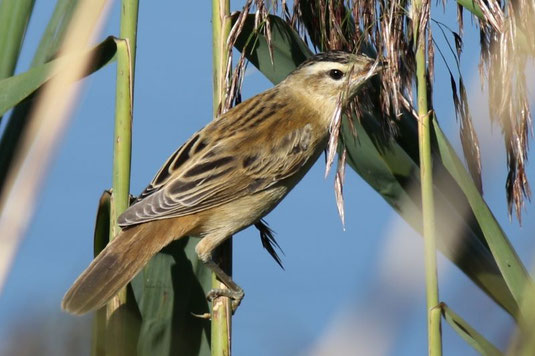 Schilfrohrsänger (Foto: Sebastian Ludwig)
