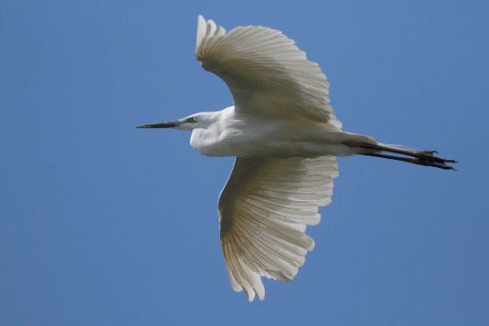 Silberreiher (Foto: Wolfgang Höll) 