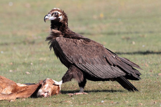 Mönchsgeier (Foto: Juan Lacruz, CC BY-SA 3.0)
