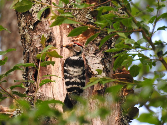 Kleinspechtmännchen (Foto: Wolfgang Spatz)