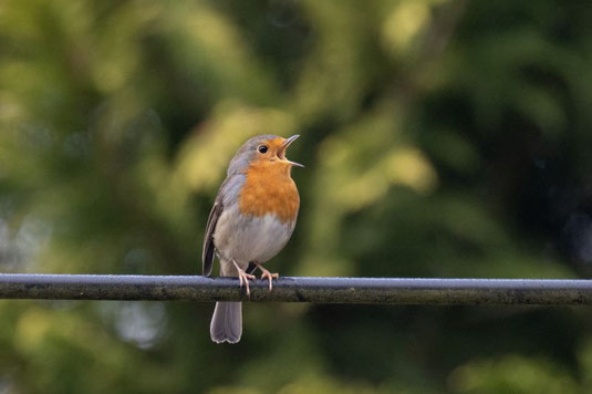 singendes Rotkehlchen (Foto: Antje Geigenberger)