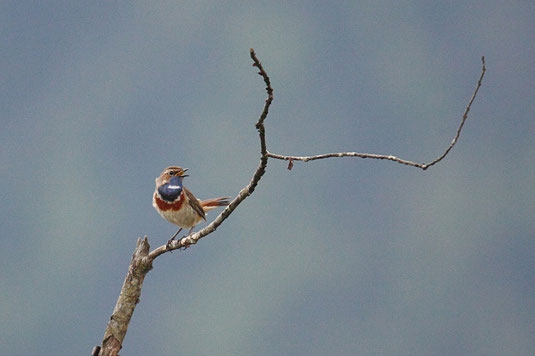Blaukehlchen (Foto: Claudia Höll) 