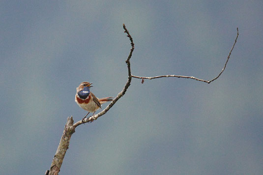 Blaukehlchen (Foto: Claudia Höll) 