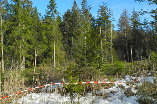 Vor Beginn der Fällungen markierter Wuchsort der Strauchbirke (Betula humilis). Dahinter die inzwischen erfolgten Fällungen. 