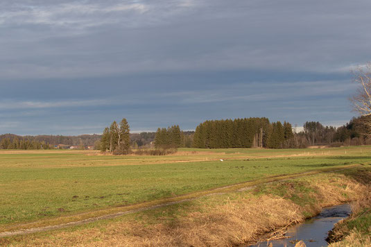 Blick nach Norden zum Maisinger See