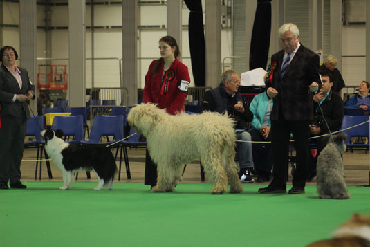 A Regerastace Bitch, Quinn, competing for Best In Group during Banbridge Championship show, 2017. 