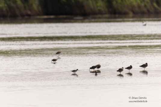 Terekwasserläufer, vordere Reihe ganz links