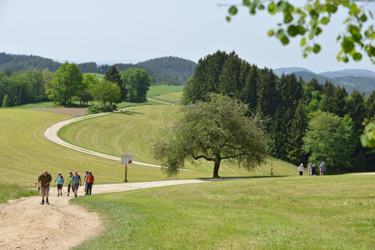 Herrlicher Ausblick ins Mühlviertler Hügelland.