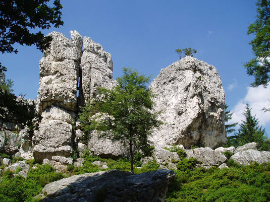 Foto: Naturpark Bayerischer Wald