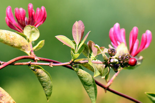 Frucht und Blüten des Waldgeißblattes. 