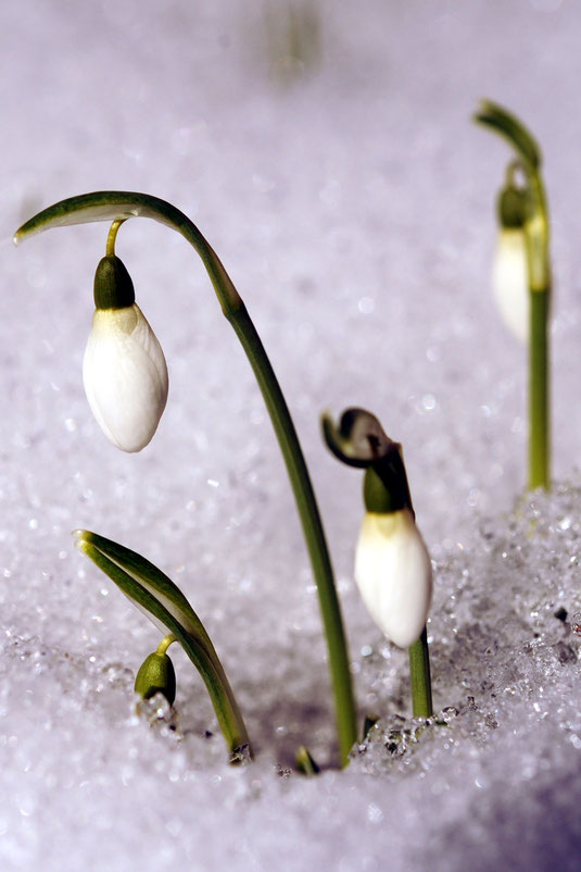 Mühsam kämpfen sich die kleinen Glöckchen durch den Schnee. 