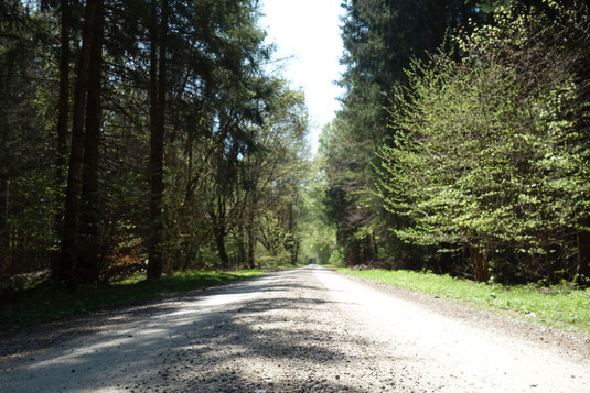 Radtour, Radltour, München, Fahrrad, Tagestour, Wald, ins Grüne