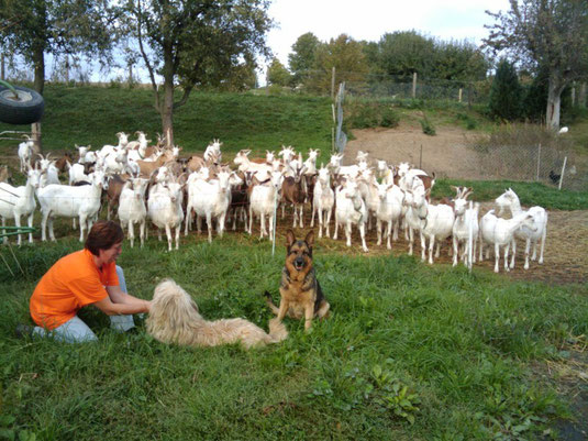 Zickenterror: Conny und ihre Schafpudelfreundin nebst vielen anderen Zicken (das mit orangem T-Shirt ist aber Gehli :-)