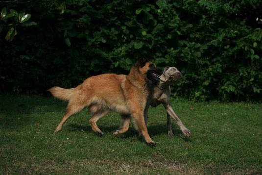 Hundeliebe International: Elliss und ihr Weimaraner-Freund in Frankreich (Bild: P. Bauer)