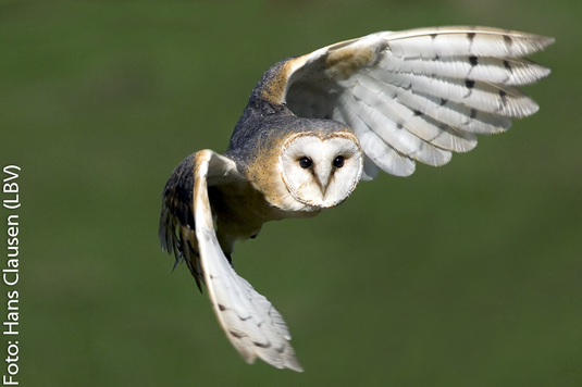 Schleiereule im Flug (Foto: Hans Clausen)