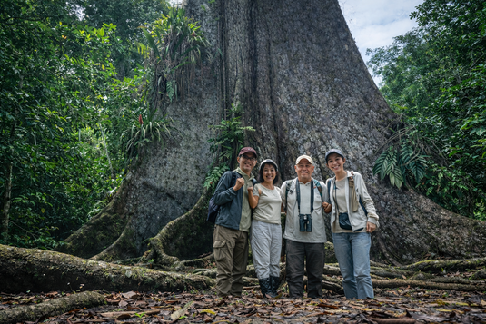Arbol gigante de la Lupuna