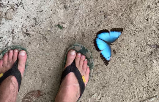 Costa Rica, Cahuita, Schmetterling, blau, azul, Mariposa, morpho, morfo