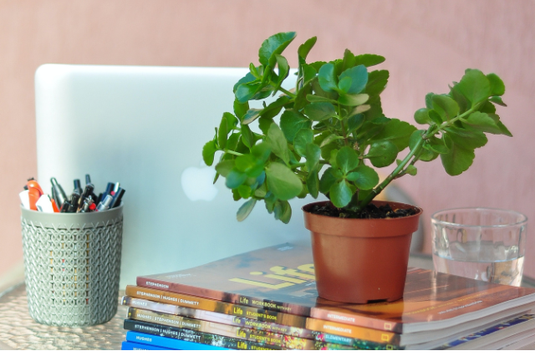 オフィスのデスクに置かれたノートパソコン。ペン立て。積まれた資料の雑誌の上に観葉植物の鉢植え。水の入ったグラス。