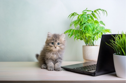 デスクに広げられたノートパソコン。となりに飼い猫。グリーンの鉢植。