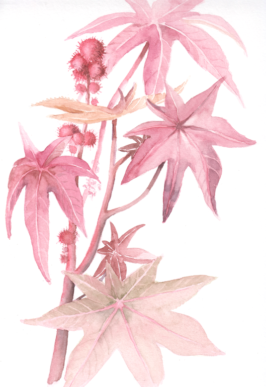 Aquarellbild "Ricinus communis": das Blatt füllende Darstellung eines Teils einer Rizinus-Pflanze