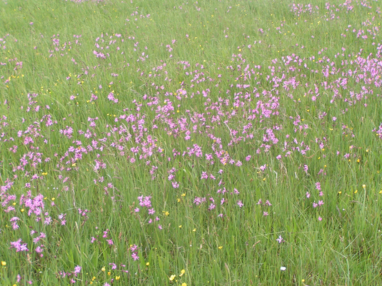 Auf der Feuchtwiese in Wolkertshofen sind auch Kuckuckslichtnelken zu finden. Foto: LBV