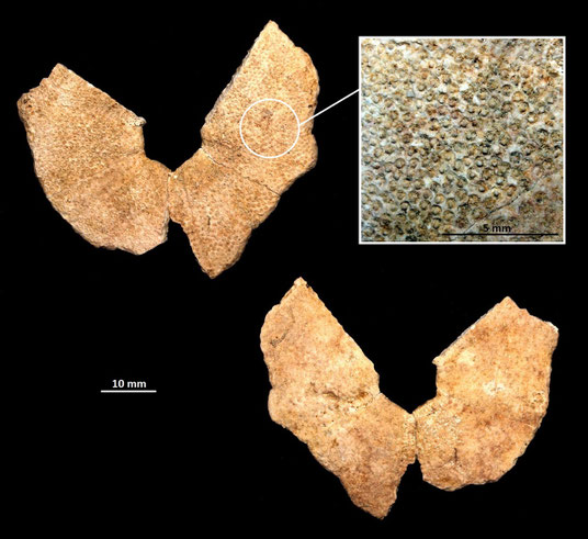 Parte inferiore di riccio irregolare, sabbie gialle a echinodermi di Tarquinia (VT)